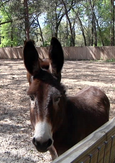 The Willingham family donkey, Slim, joined the family after their second diagnosis.