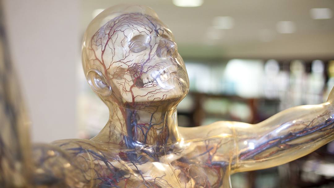 Debuted at the 1933 Chicago World's Fair, Transparent Man was a breakthrough in educational technology. Today the exhibit lives on, greeting visitors as they enter the Patient Education Center at Mayo Clinic's Rochester campus.
